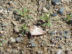 Petrophora subaequaria