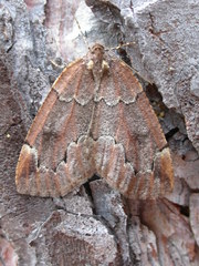 Spodolepis substriataria