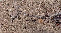 Callisaurus draconoides rhodostictus