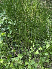 Eleocharis interstincta