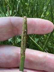 Eleocharis interstincta