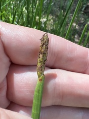 Eleocharis interstincta