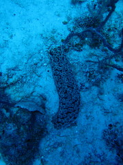 Eostichopus arnesoni