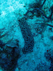 Eostichopus arnesoni