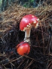 Amanita muscaria