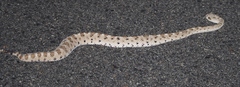 Crotalus cerastes cerastes