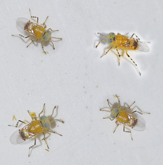 Metaphycus maculipennis