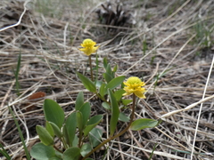 Ranunculus glaberrimus ellipticus