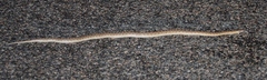 Arizona elegans eburnata