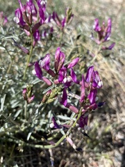 Astragalus casei