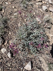 Astragalus casei
