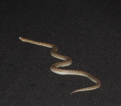 Arizona elegans eburnata
