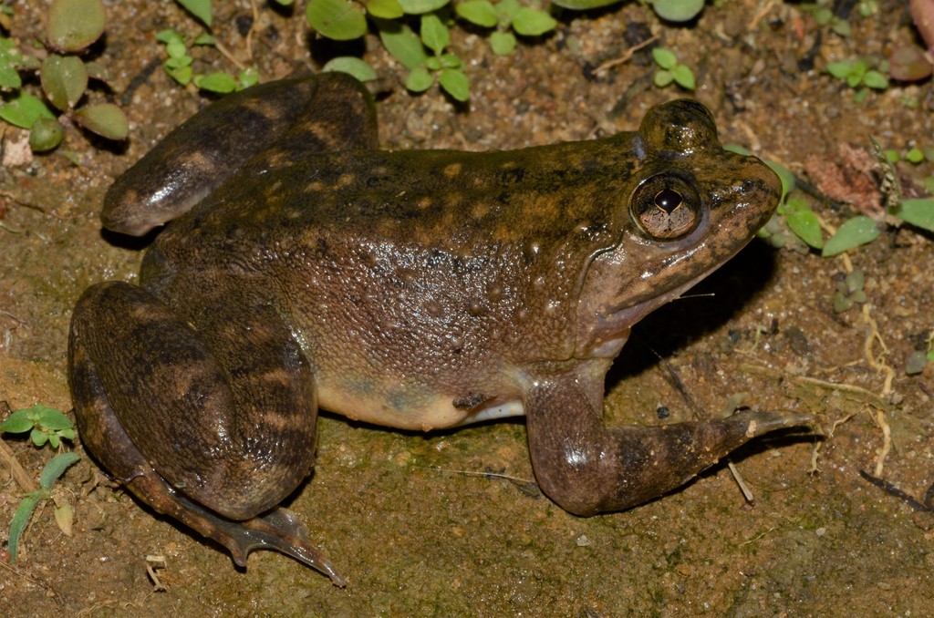 Abo Slippery Frog