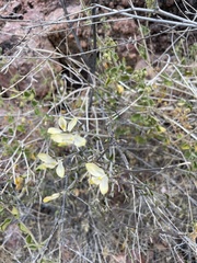 Carlowrightia arizonica