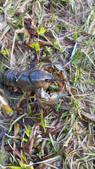 Procambarus gracilis