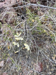 Carlowrightia arizonica