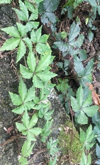 Tetrastigma obtectum glabrum