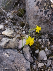 Narcissus assoanus assoanus