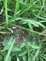 Lepus sinensis formosus