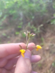 Chapmannia floridana