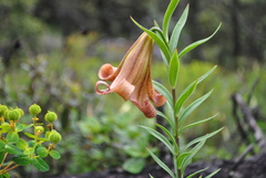 Lilium bakerianum