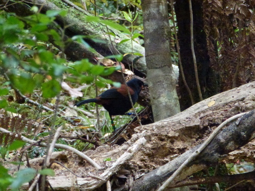 Philesturnus carunculatus