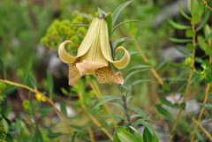 Lilium bakerianum