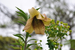 Lilium bakerianum