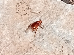 Melolonthinae