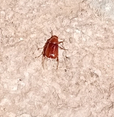 Melolonthinae