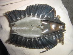 Callorhinchus callorynchus