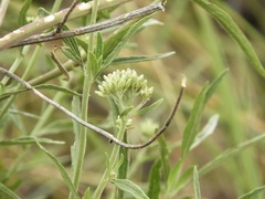 Chromolaena arnottiana
