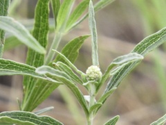 Chromolaena arnottiana