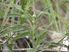 Chromolaena arnottiana