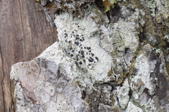 Bacidia schweinitzii