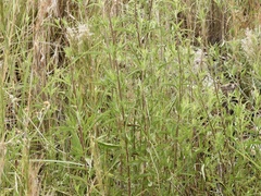 Chromolaena arnottiana