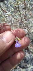 Salvia thymoides