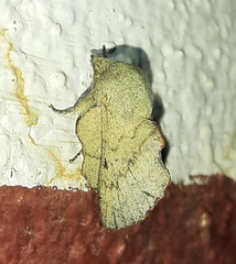 Phyllodesma suberifolia