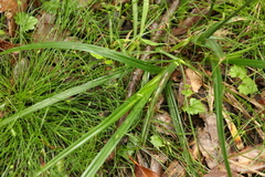 Cyperus tetraphyllus