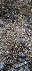 Salvia thymoides