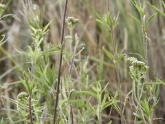 Chromolaena arnottiana