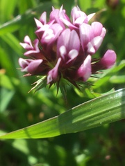 Trifolium willdenovii