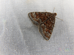 Paramelora lychnota