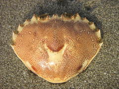 Ovalipes trimaculatus