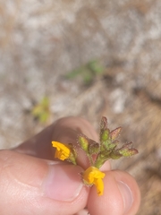 Chapmannia floridana