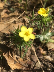 Leptosiphon acicularis