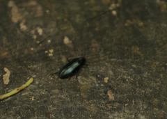 Melandrya caraboides