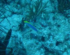 Halichoeres cyanocephalus