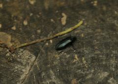 Melandrya caraboides