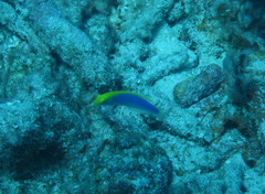 Halichoeres cyanocephalus